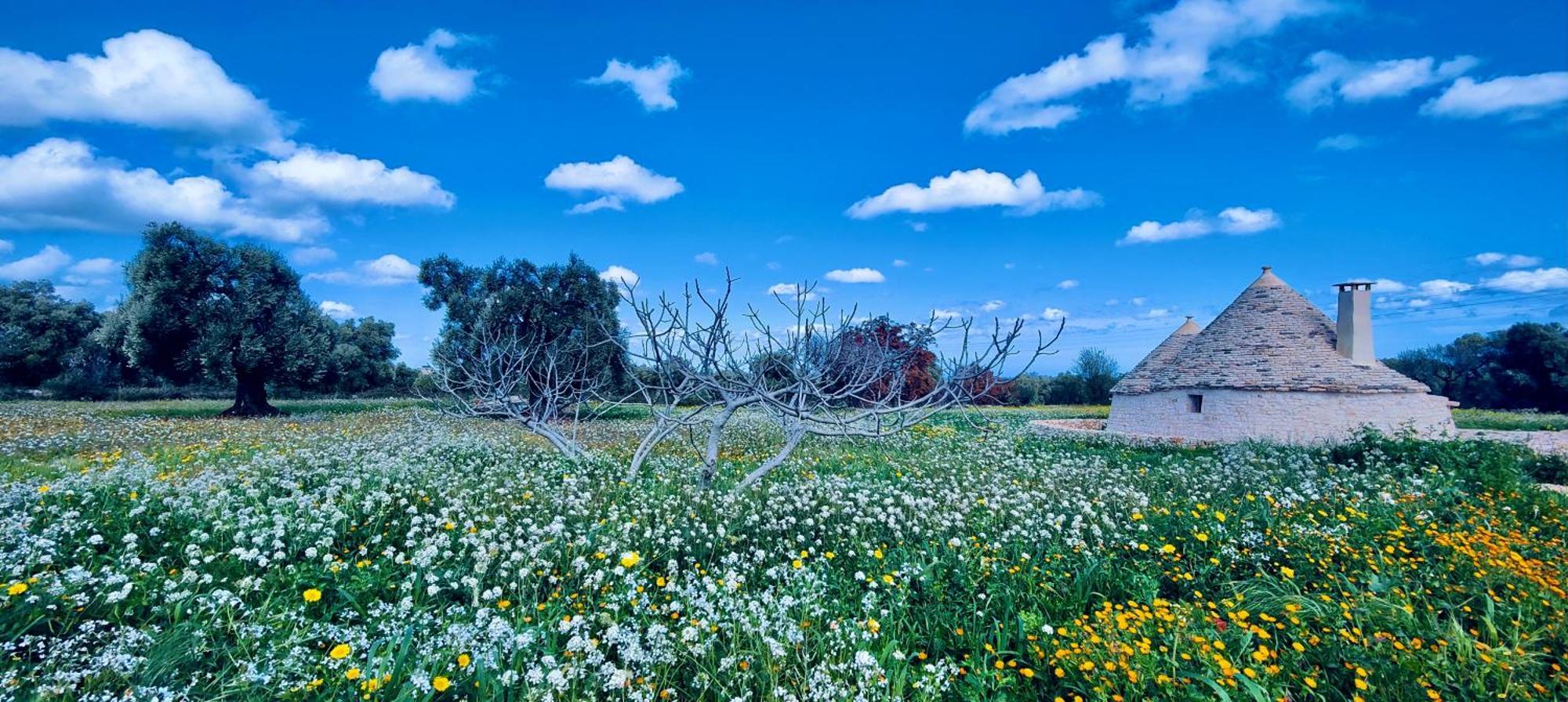 Masseria Celeste Bauernhof Fasano