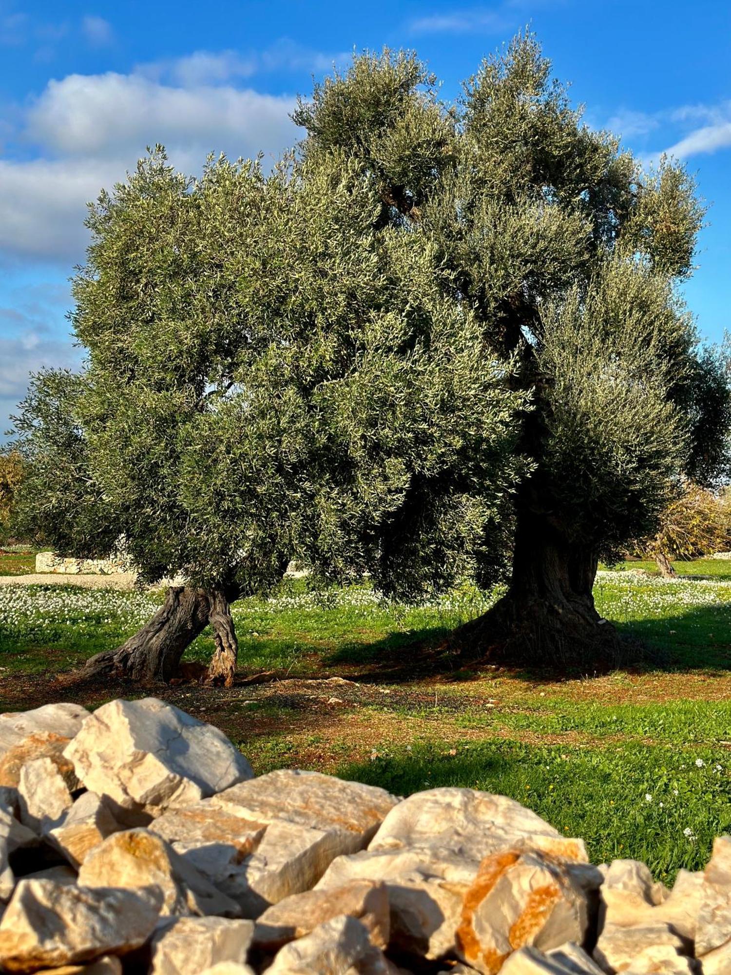 Masseria Celeste Bauernhof
