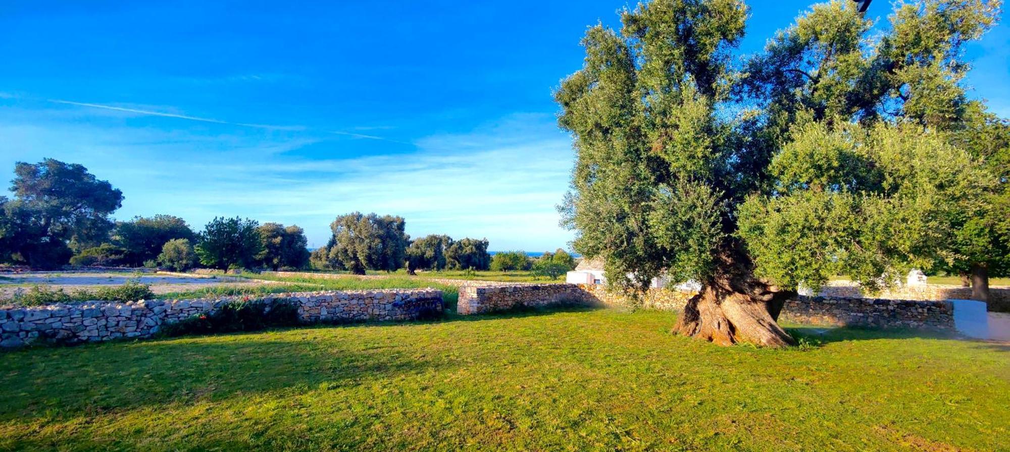 Masseria Celeste Bauernhof